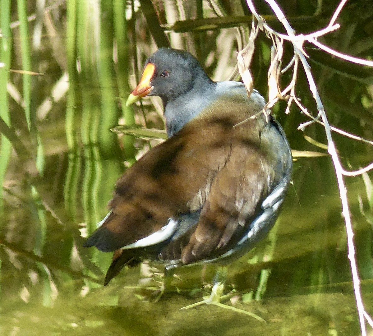 アメリカバン - ML645142111