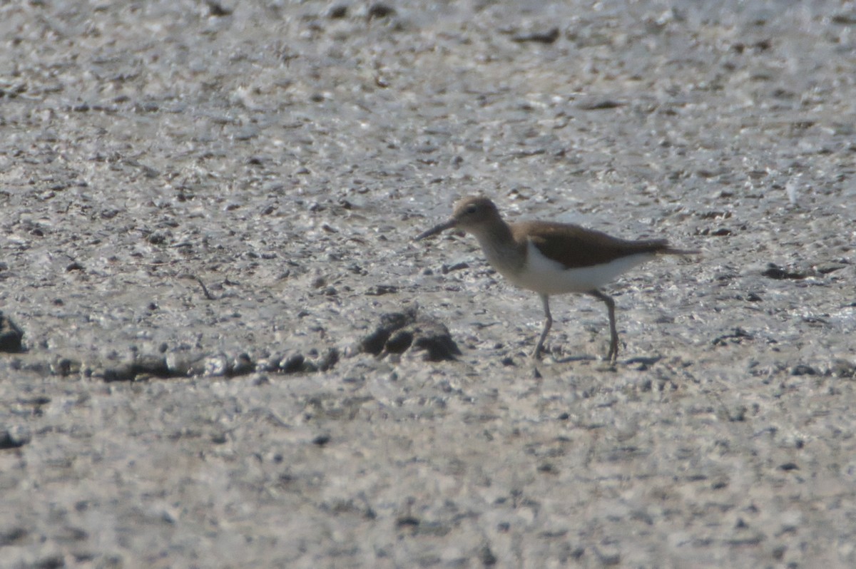 pisík obecný - ML645142126