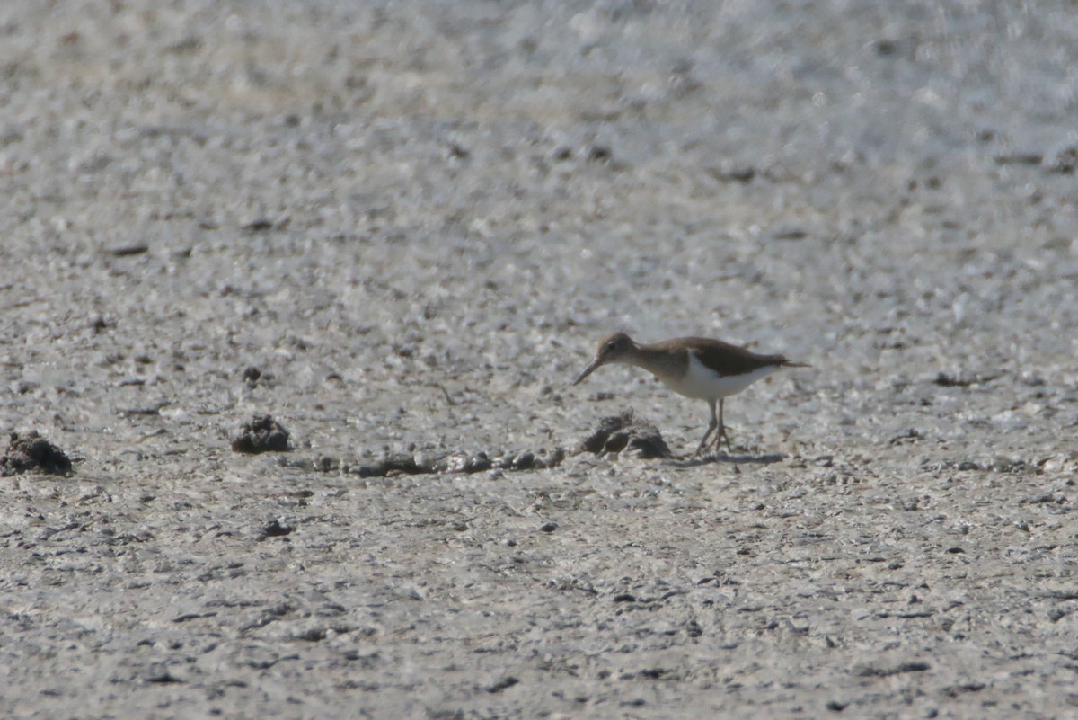 pisík obecný - ML645142127