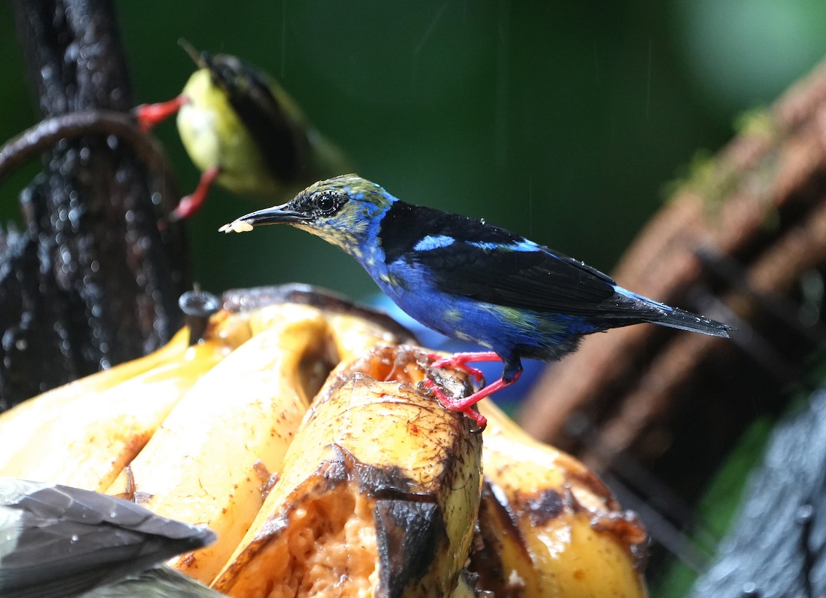 Red-legged Honeycreeper - ML645142131