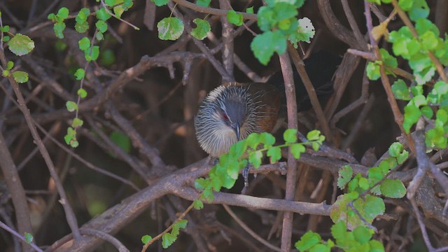 Коукал білобровий - ML645142132