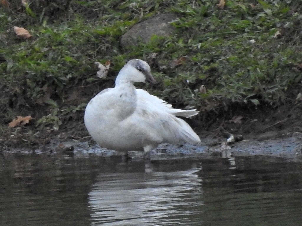 Ross's Goose - ML645142134