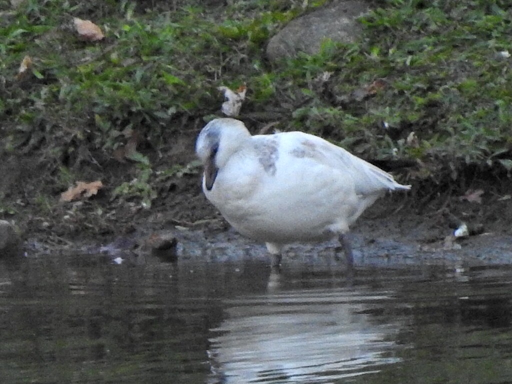 Ross's Goose - ML645142141