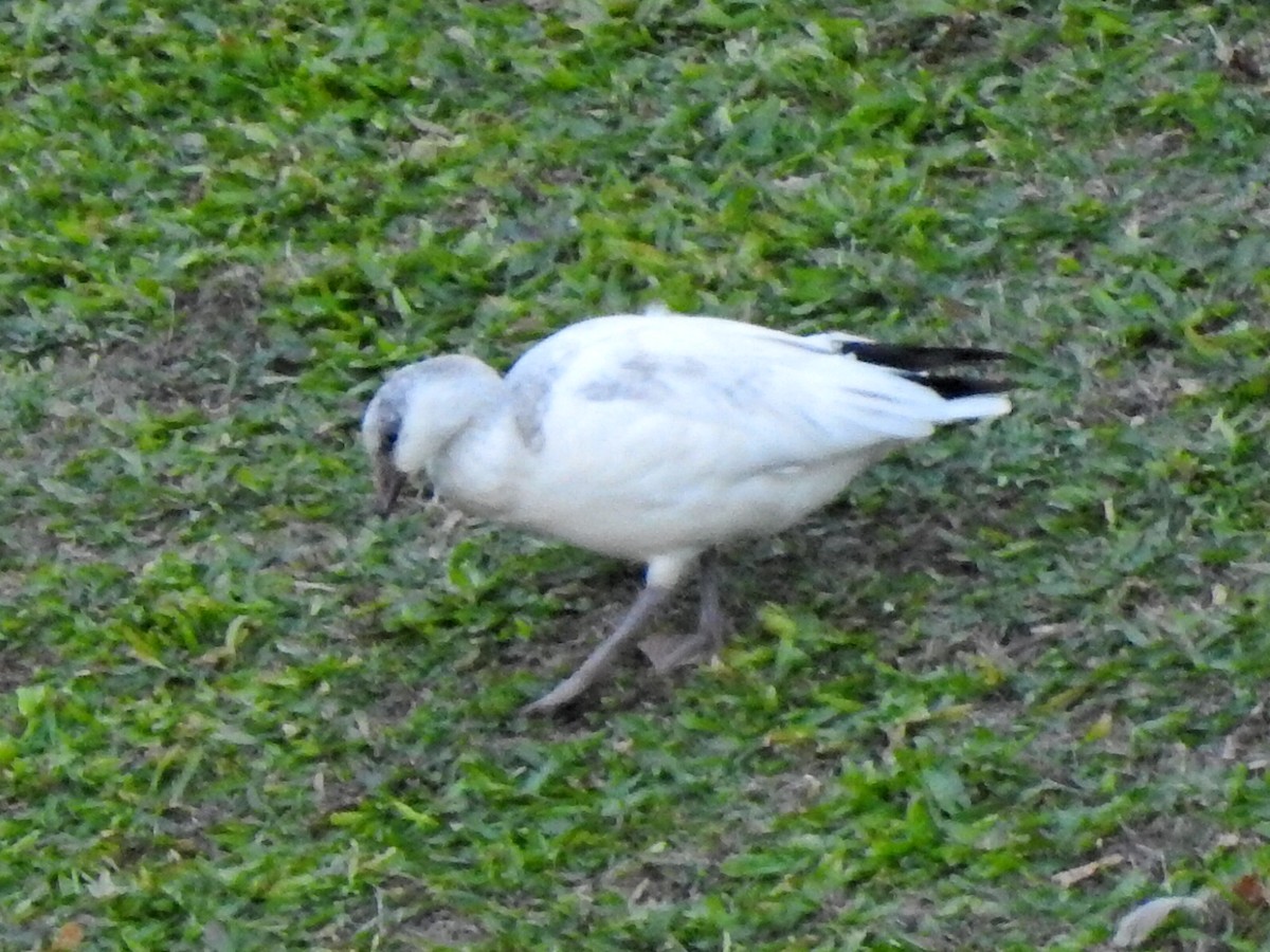 Ross's Goose - ML645142143