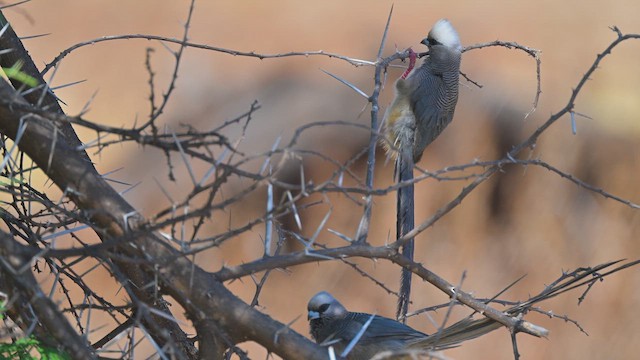Чепіга білоголова - ML645142148