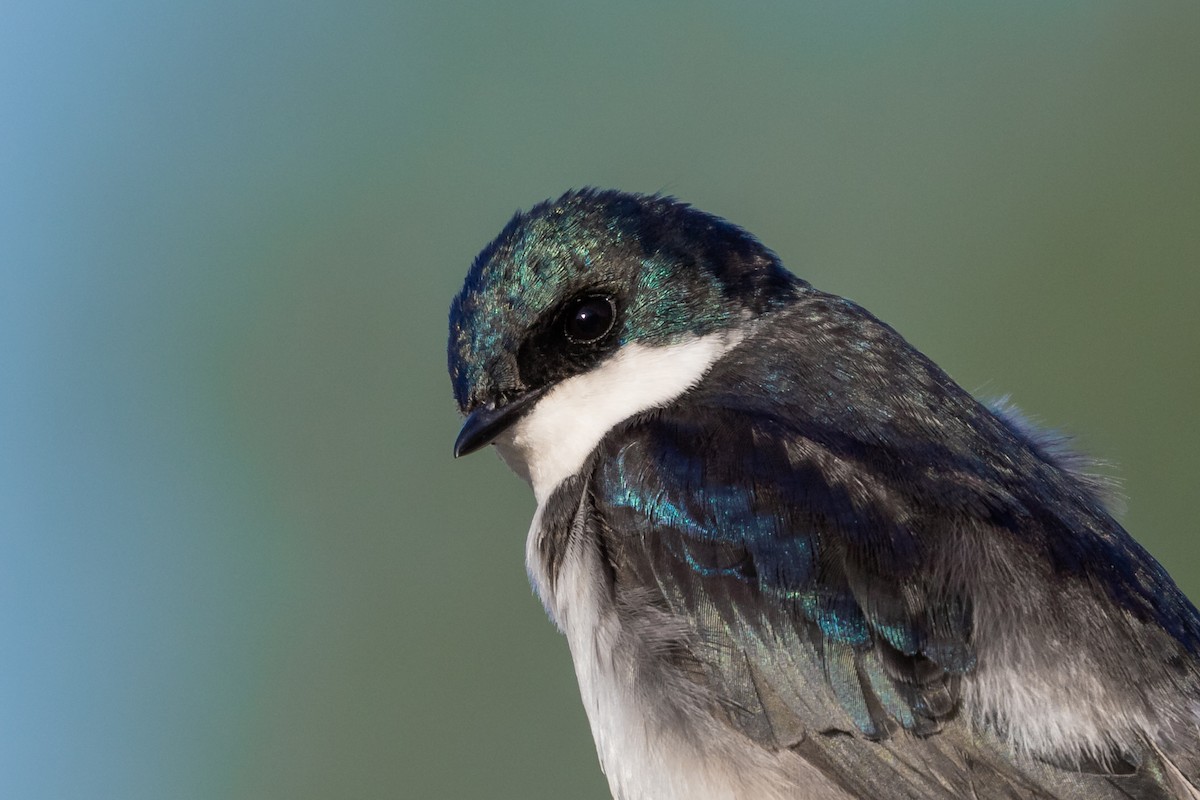 Tree Swallow - ML645142149