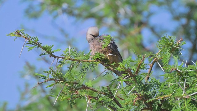 Чепіга білоголова - ML645142152