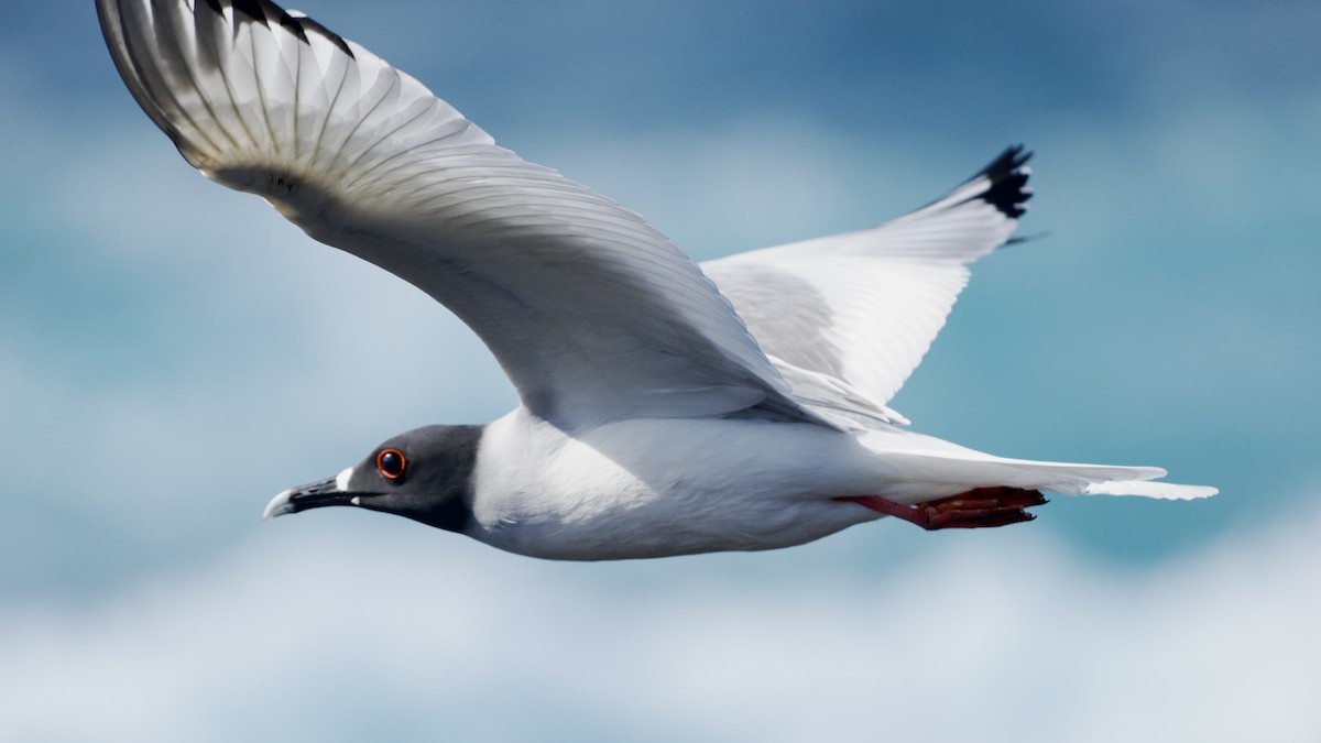 Swallow-tailed Gull - ML645142153