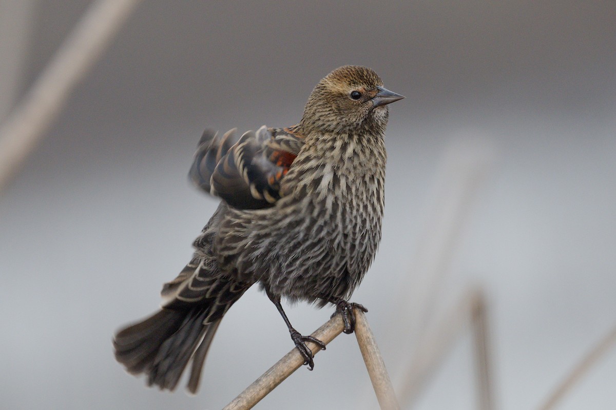 Red-winged Blackbird - ML645142154