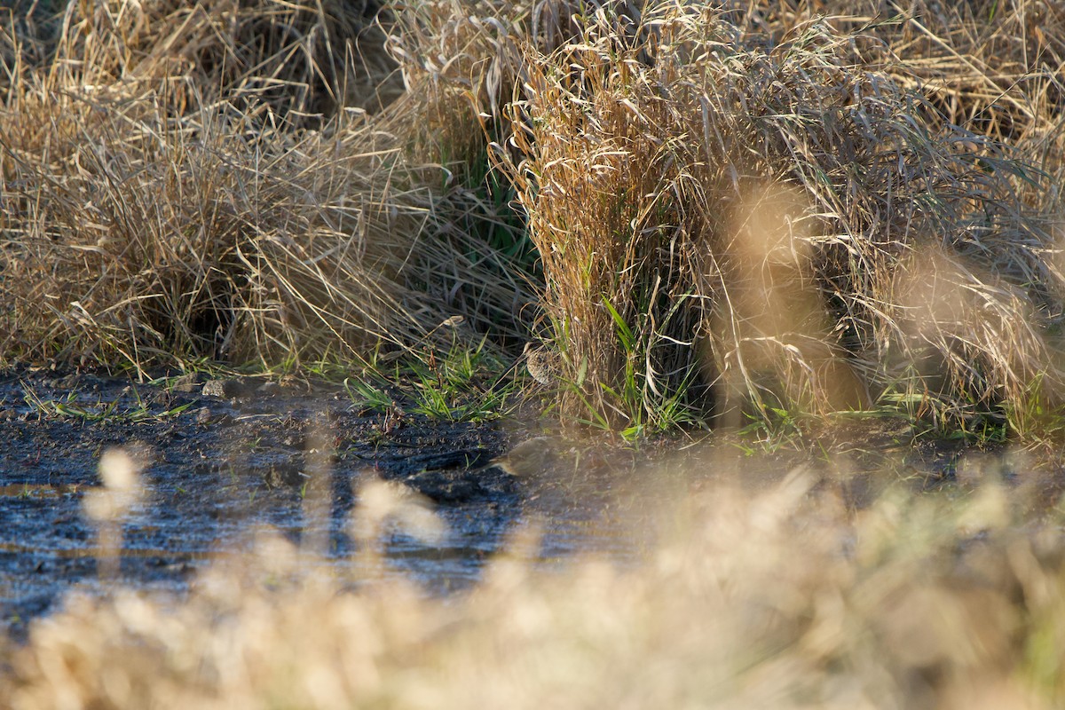 Wilson's Snipe - ML645142155
