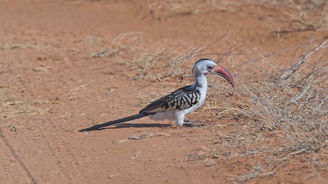 Northern Red-billed Hornbill - ML645142156