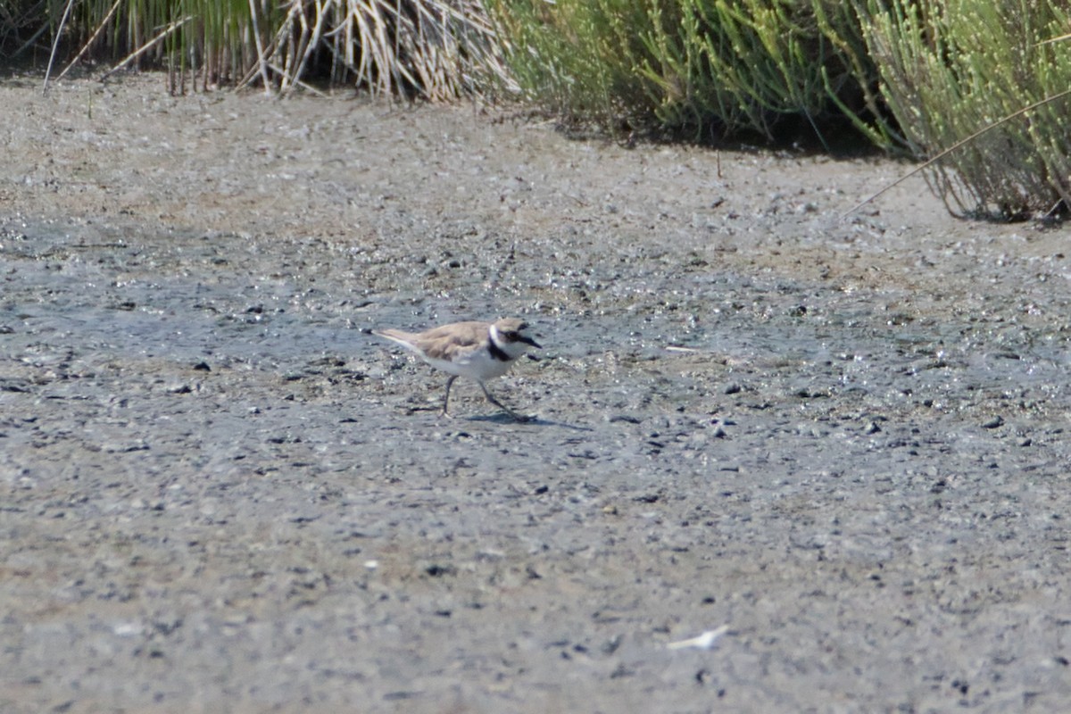 kulík říční - ML645142160