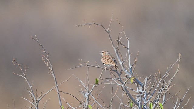 Алондра білочерева - ML645142162