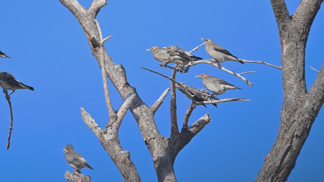 Wattled Starling - ML645142164