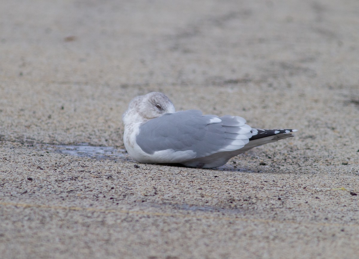 Iceland Gull (Thayer's) - ML645142165