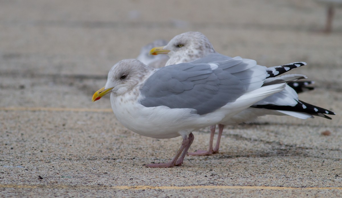 Iceland Gull (Thayer's) - ML645142166