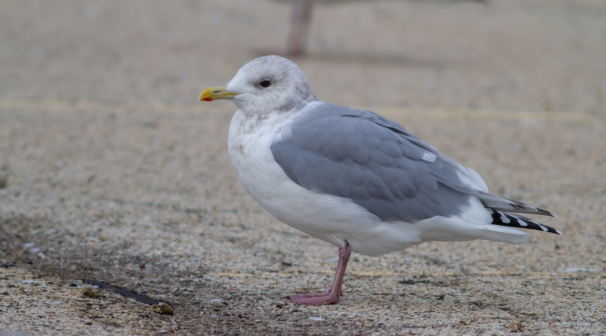 Iceland Gull (Thayer's) - ML645142167