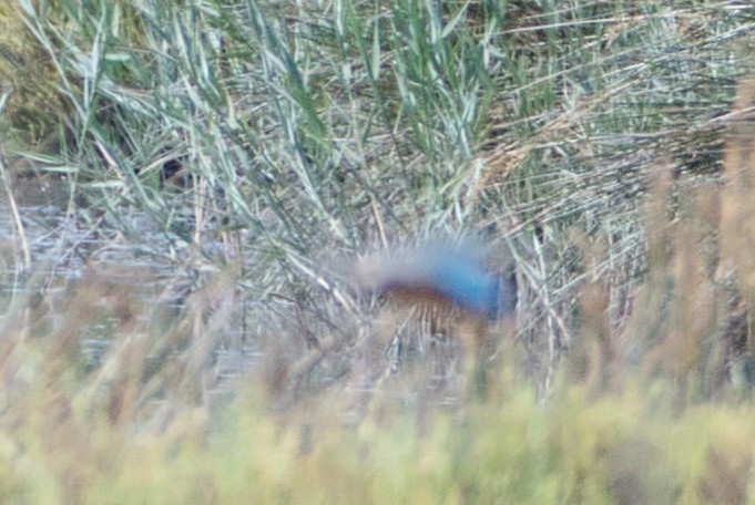 ledňáček říční - ML645142168