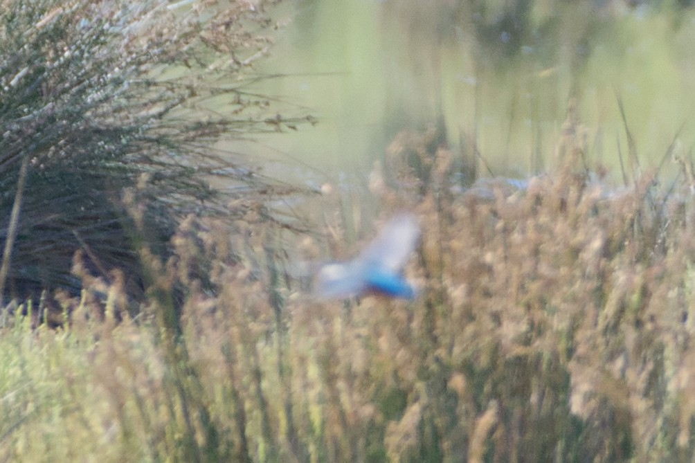 ledňáček říční - ML645142169