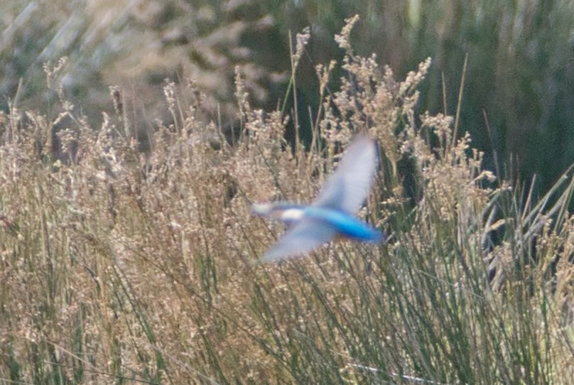 ledňáček říční - ML645142170