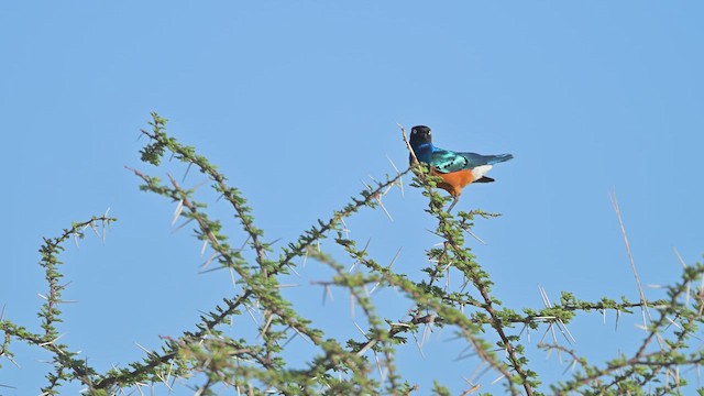 Мерл багатобарвний - ML645142171