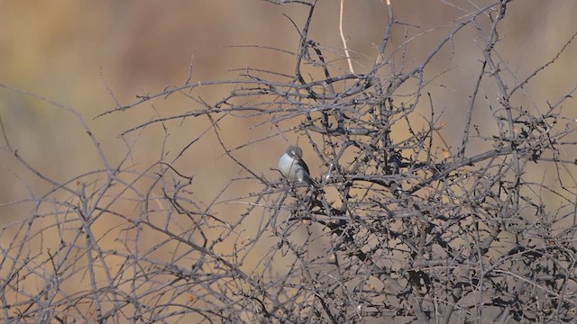 Саїманга пурпурова - ML645142176