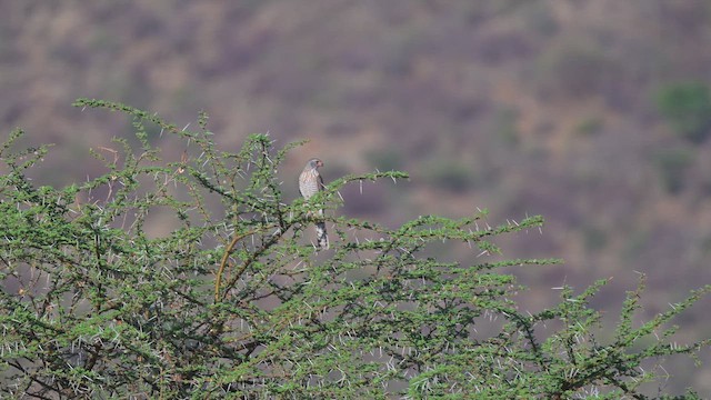 Габар - ML645142187