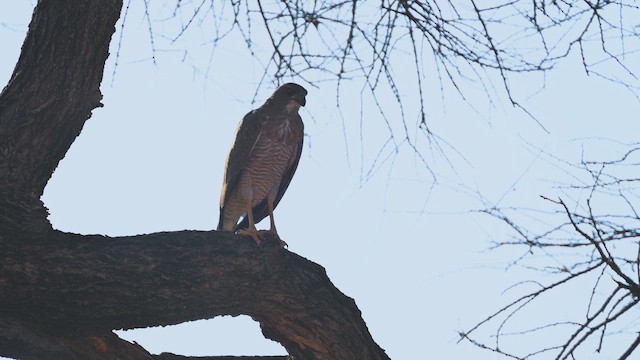 Яструб-крикун сірий - ML645142190