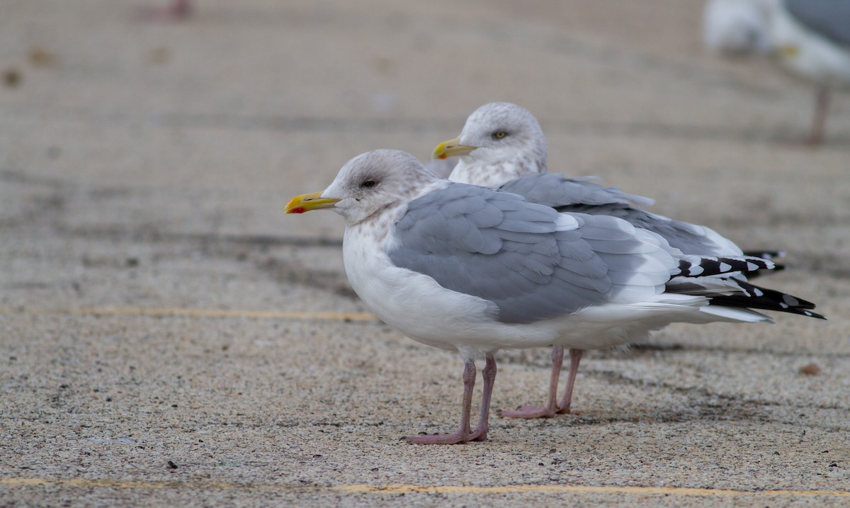 Iceland Gull (Thayer's) - ML645142191