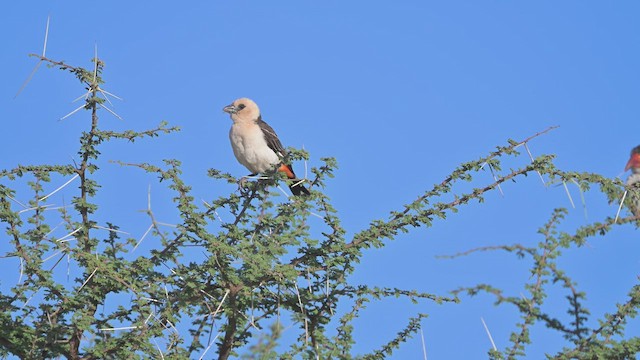 Алекто білоголовий - ML645142192