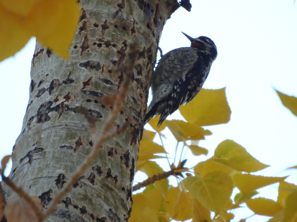 Rotnacken-Saftlecker - ML645142193