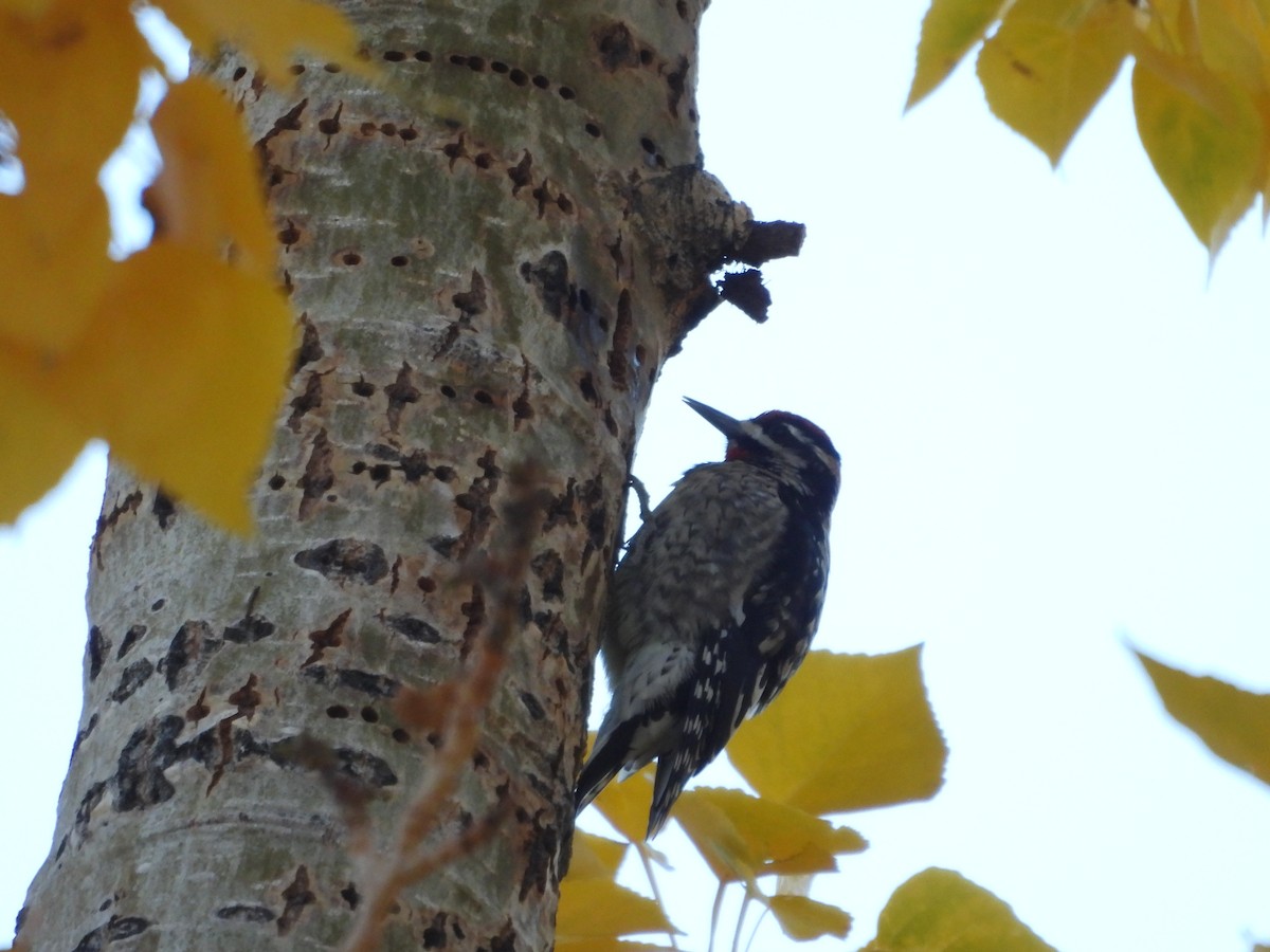 Rotnacken-Saftlecker - ML645142194