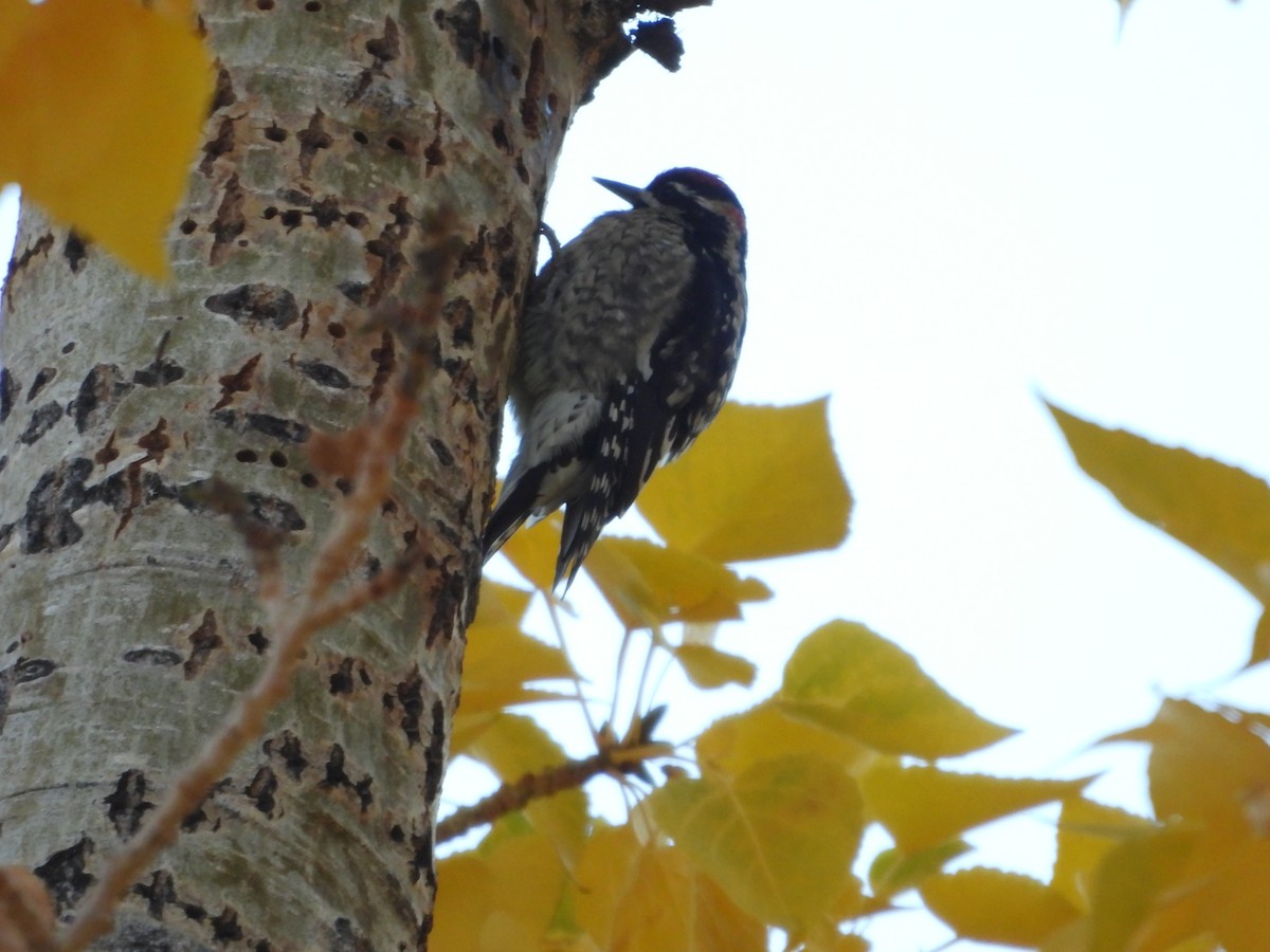 Rotnacken-Saftlecker - ML645142196