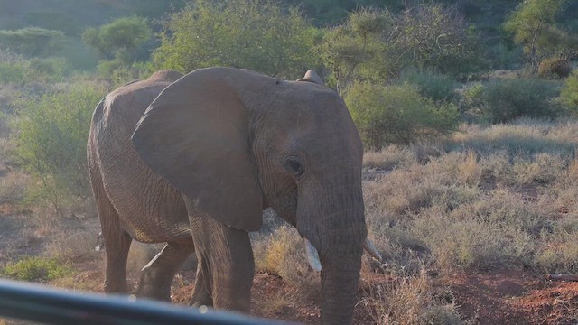 African Savanna Elephant - ML645142211