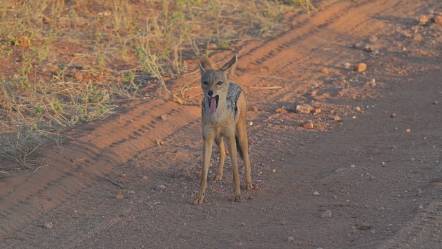 Black-backed Jackal - ML645142213