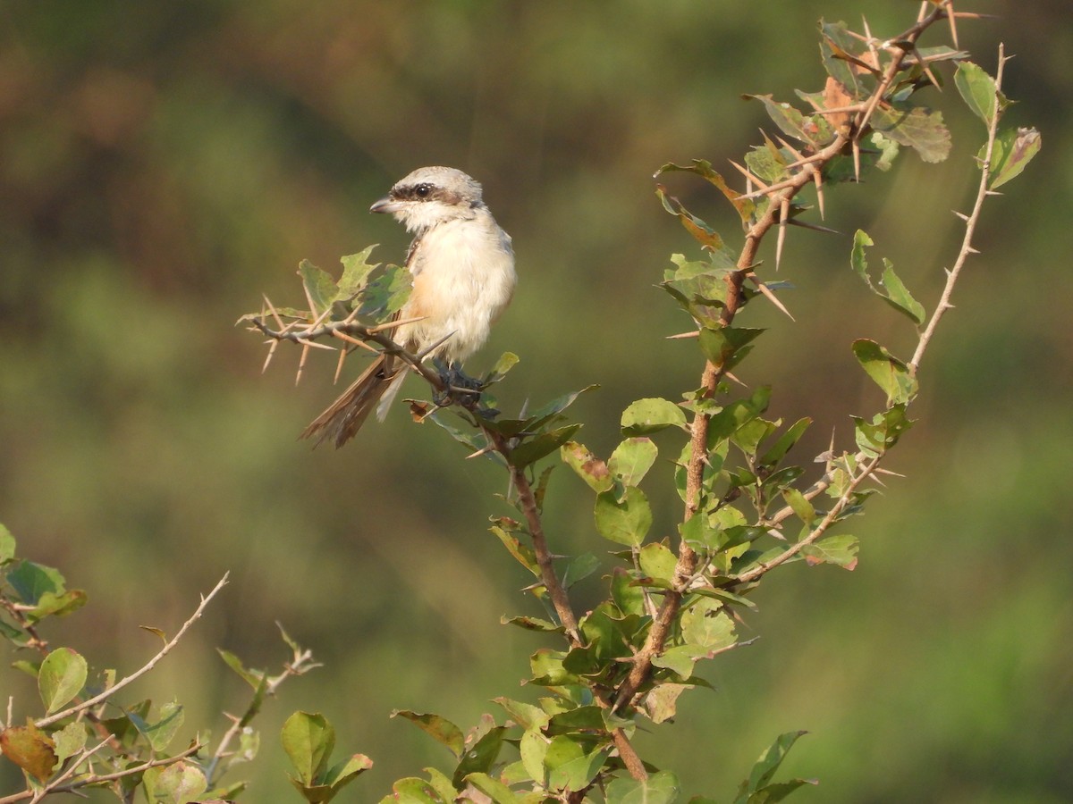 Common Woodshrike - ML645142222