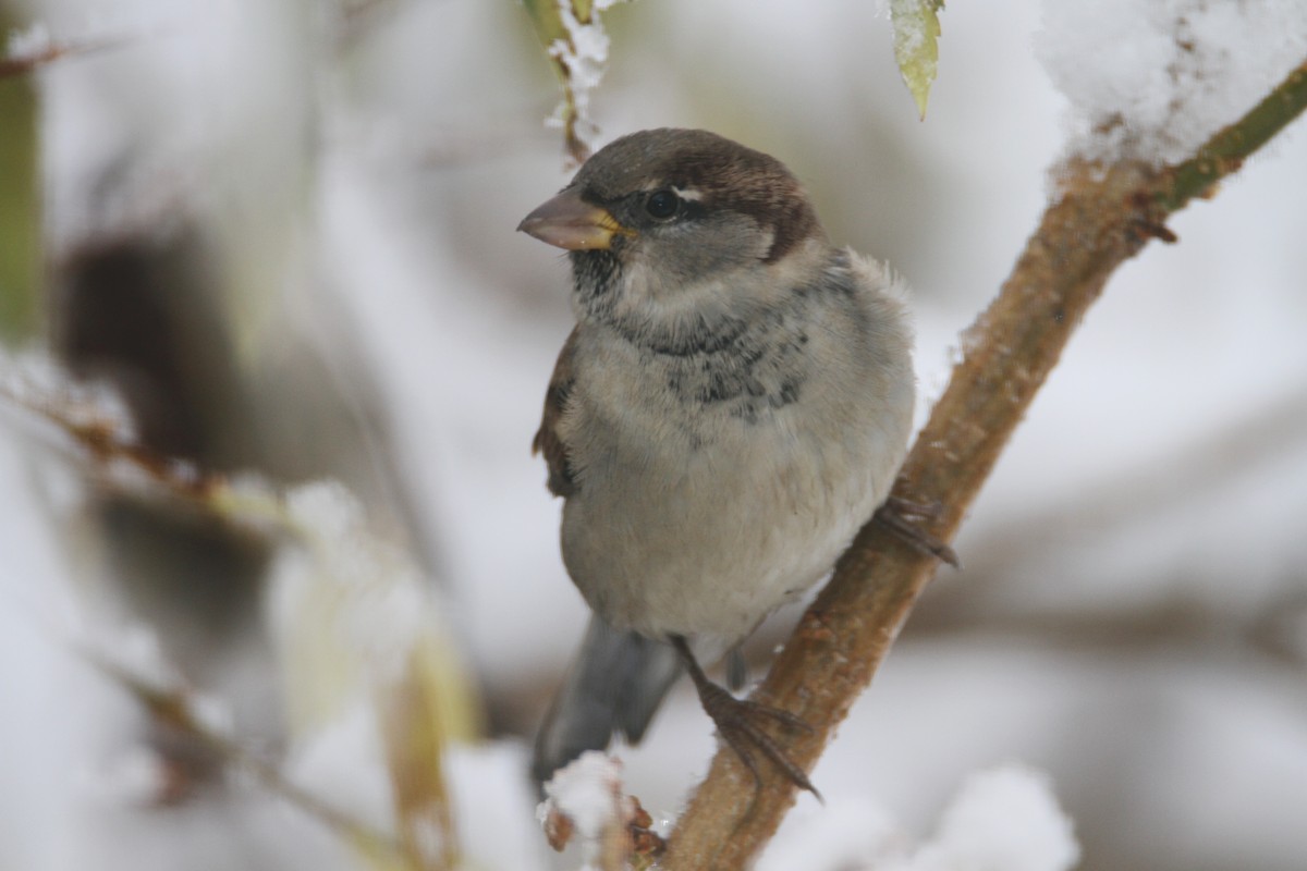 House Sparrow - ML645142228