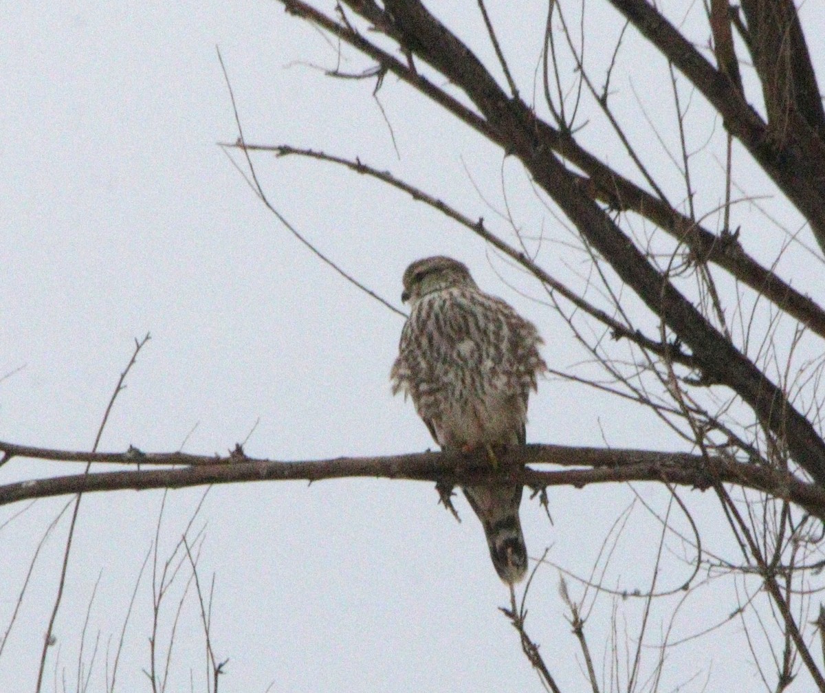 Merlin - ML645142229