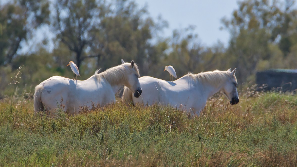 Mammals - ML645142230