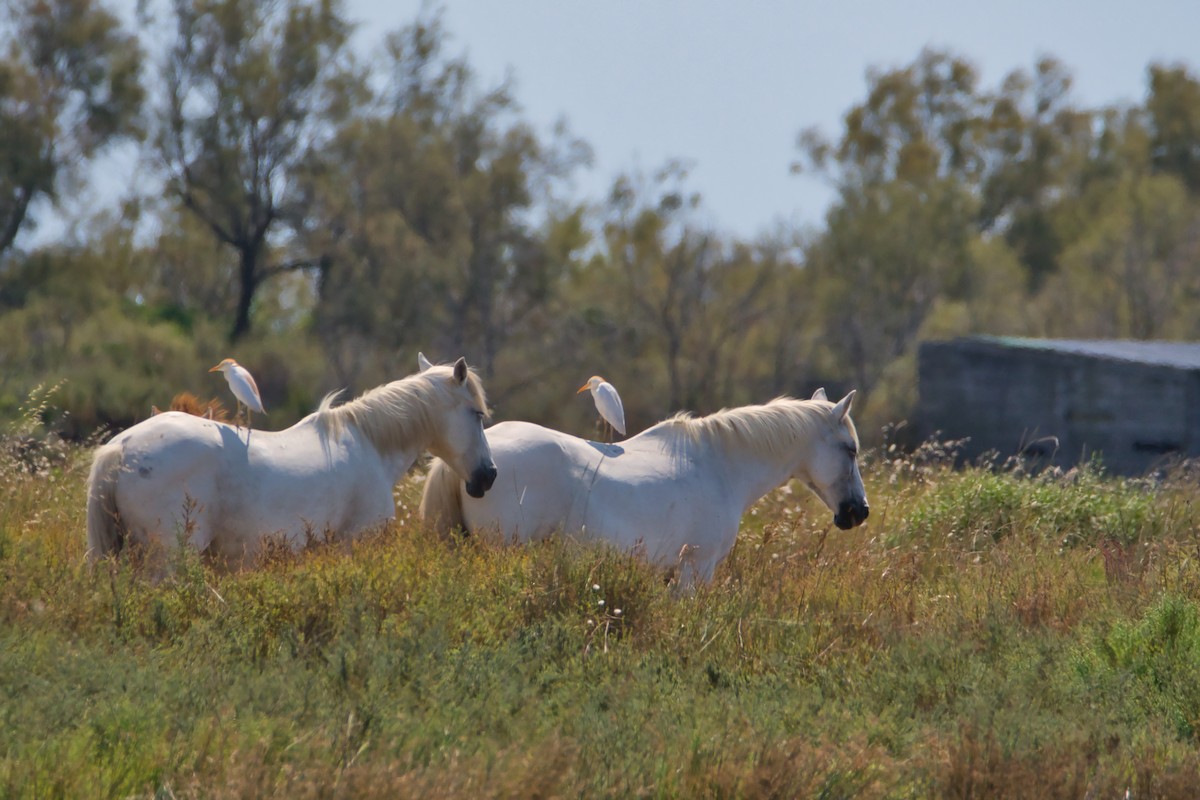 Mammals - ML645142231