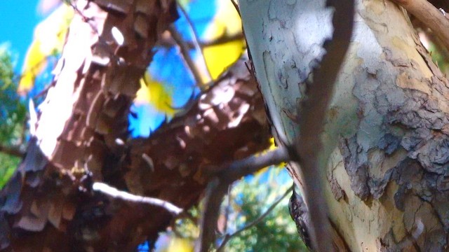 Підкоришник американський - ML645142252