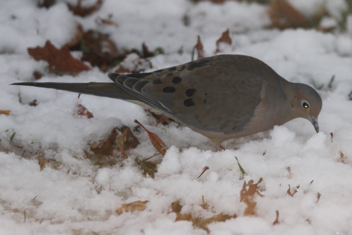Mourning Dove - ML645142253