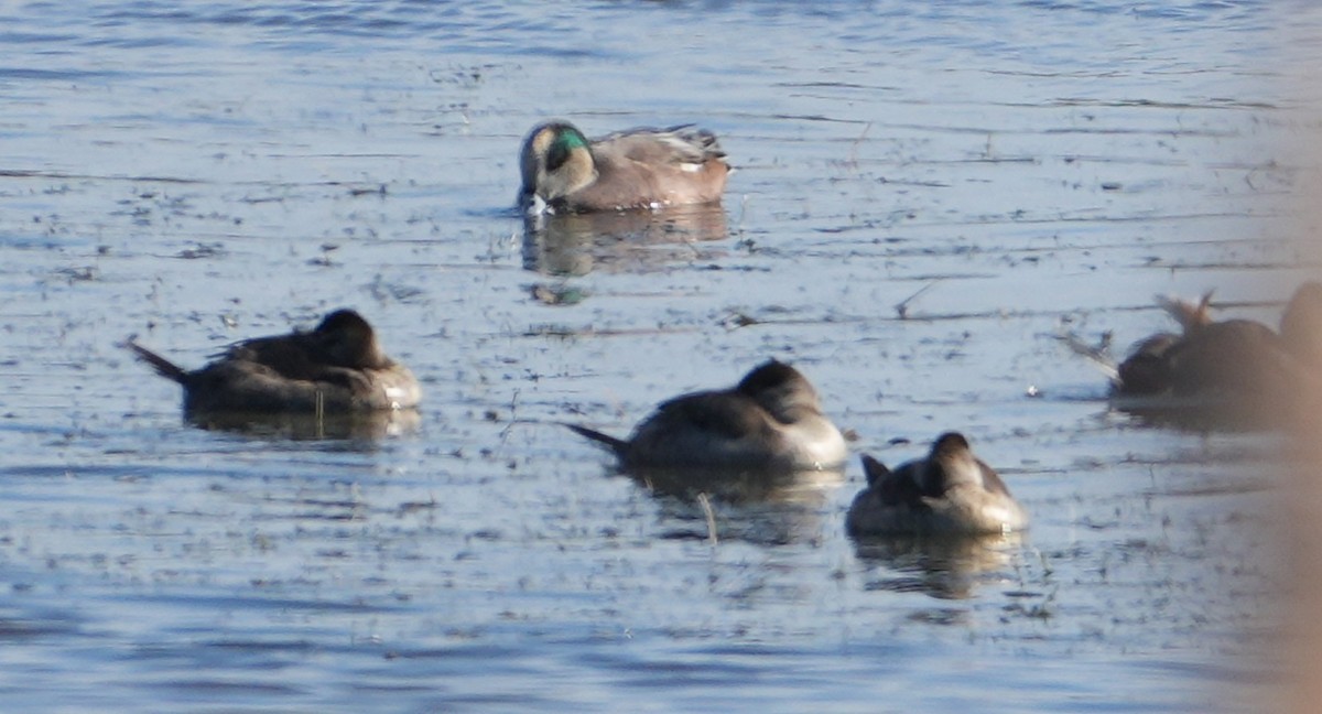 Савка американська - ML645142257