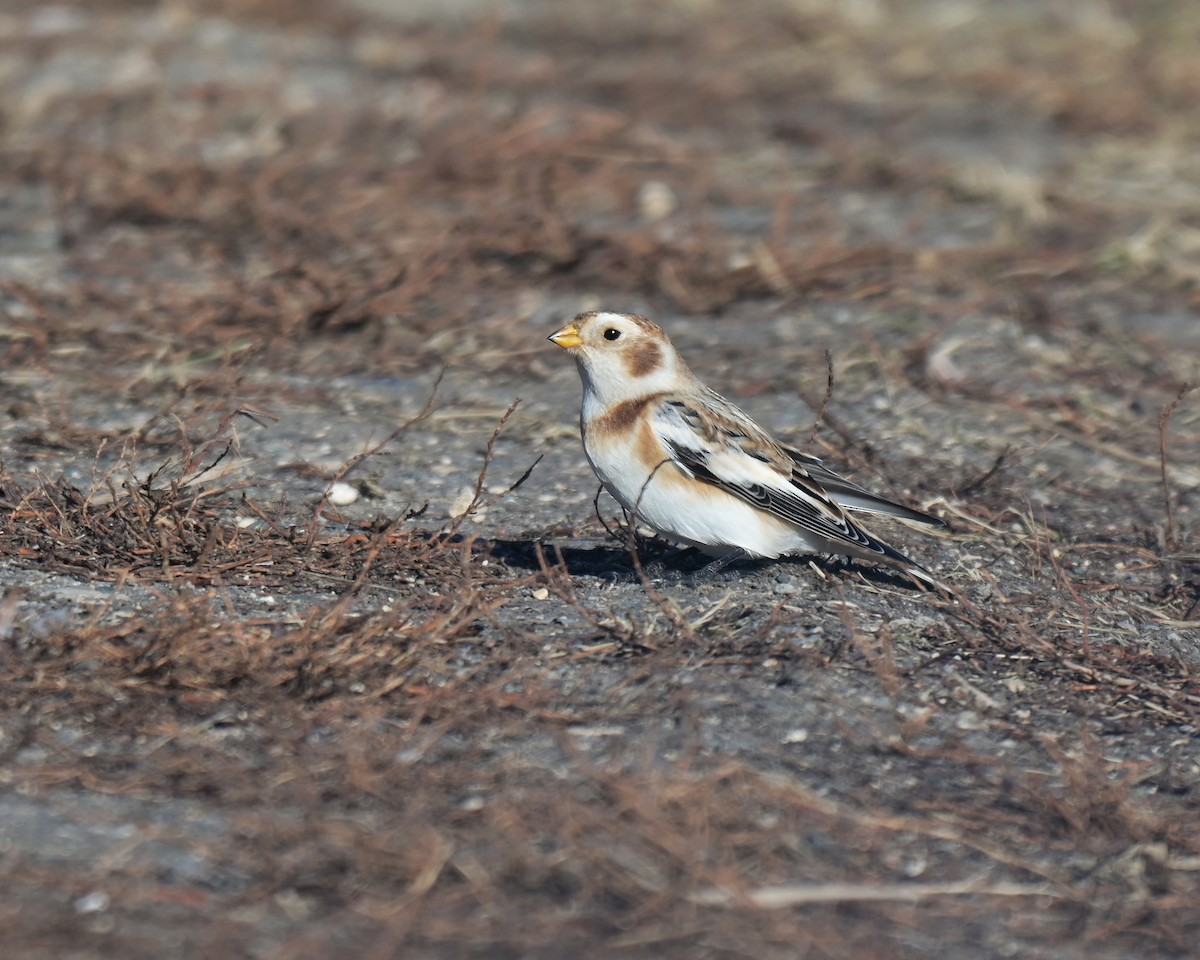 sněhule severní - ML645142262