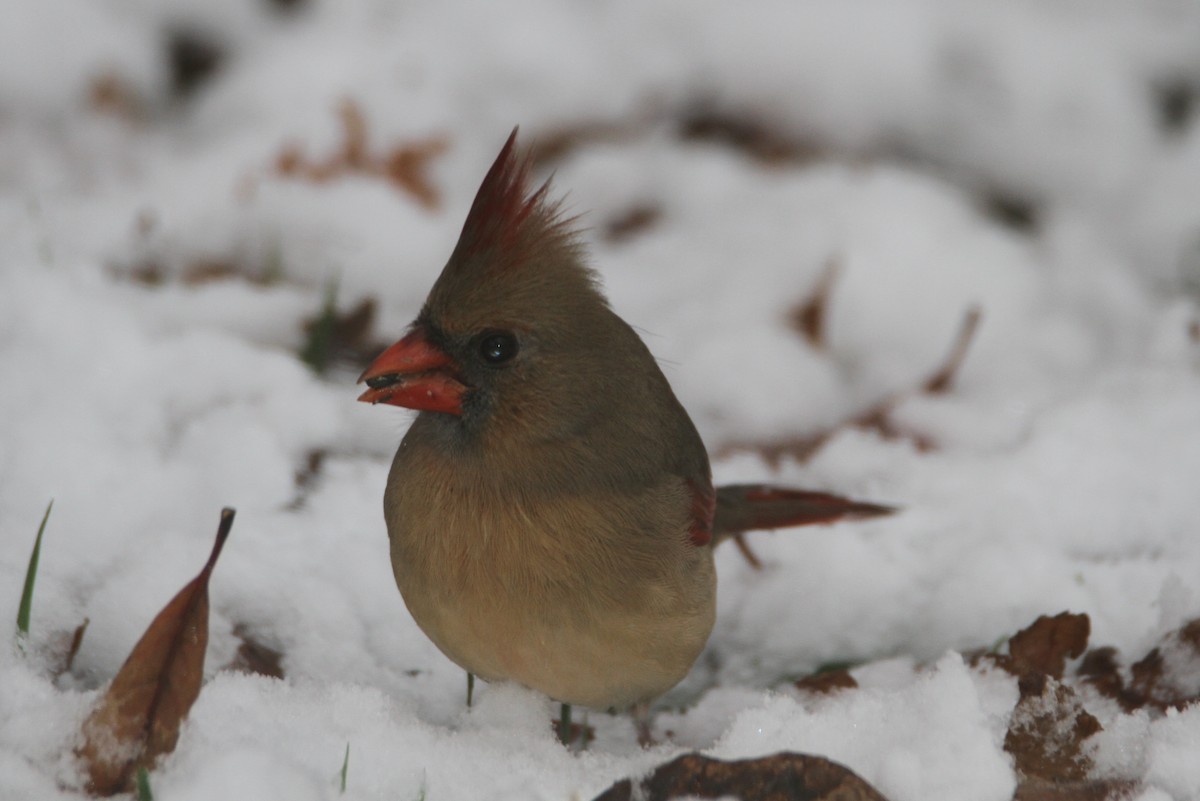 Northern Cardinal - ML645142264
