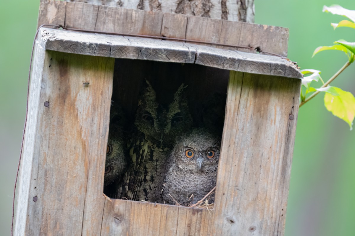 Japanese Scops-Owl - ML645142283