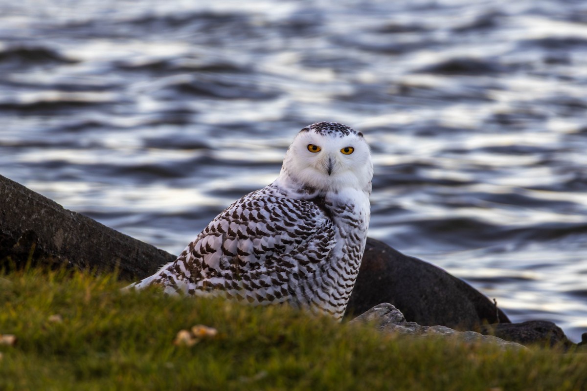 Snowy Owl - ML645142284
