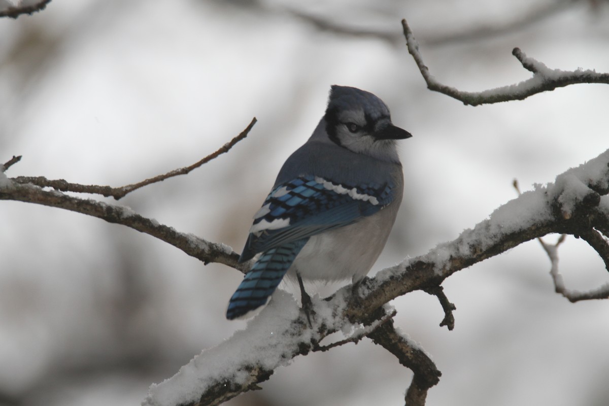 Blue Jay - ML645142287