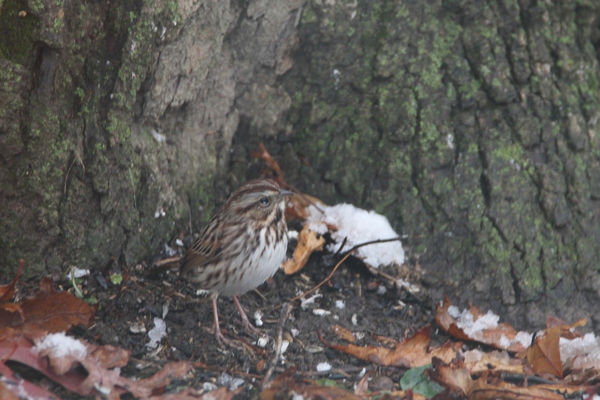 Song Sparrow - ML645142298
