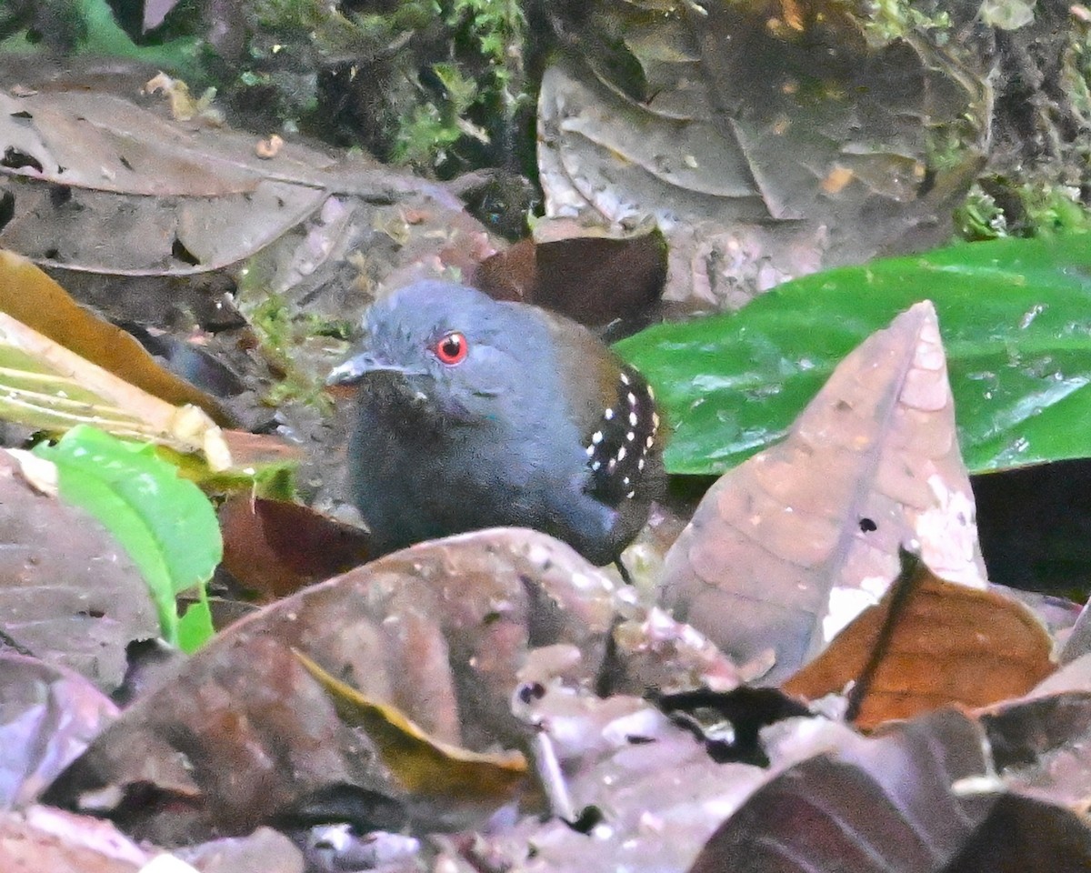 Esmeraldas Antbird - ML645142299